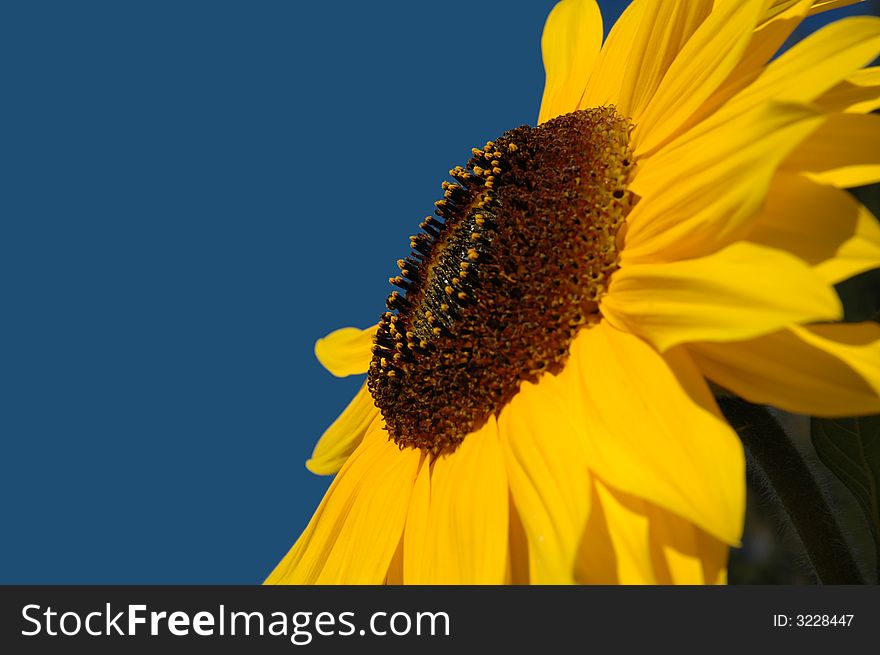 Close up of a beautiful sunflower, focus on the center