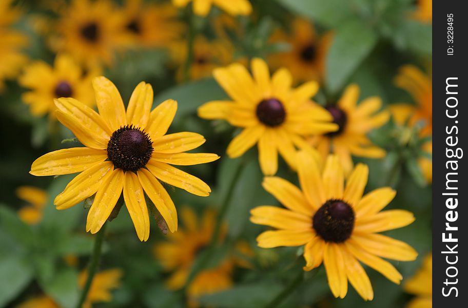 Many beautiful yellow flowers