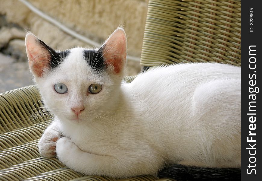 A perfect mixture of green and blue in the eyes of a little cat. A perfect mixture of green and blue in the eyes of a little cat