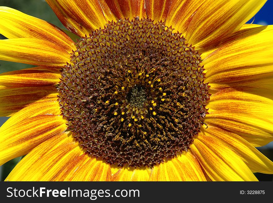Close up of a beautiful bright yellow sunflower. Close up of a beautiful bright yellow sunflower