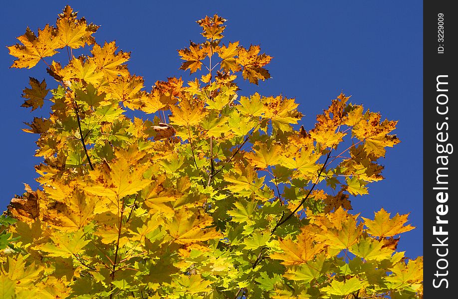 Multi-coloured leaves of a maple. Multi-coloured leaves of a maple