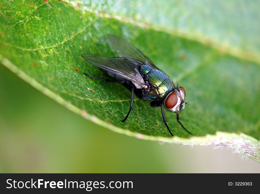 Fly resting on a green leaf