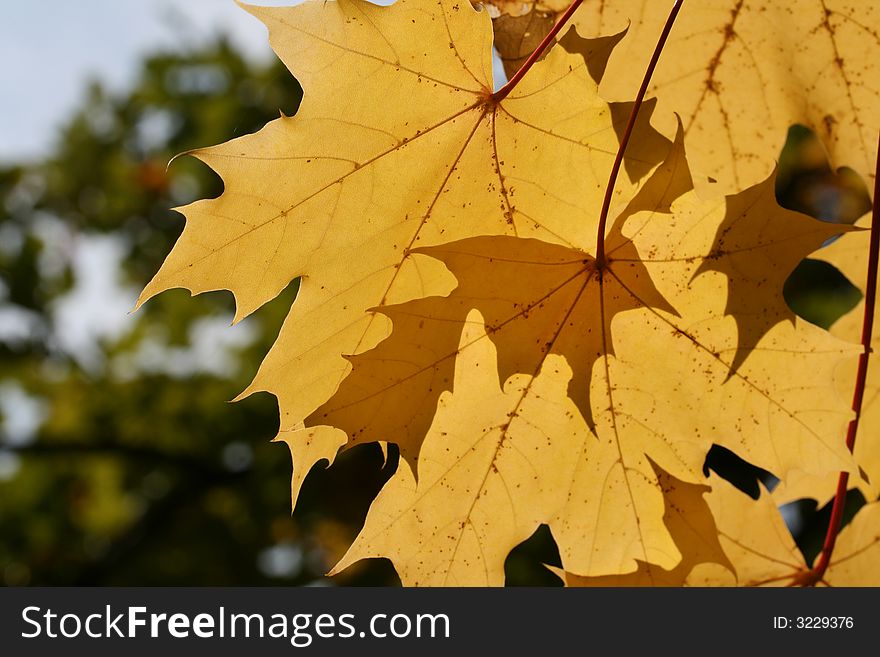 Yellow leafs on the maple tree at autumn forest (background). Yellow leafs on the maple tree at autumn forest (background).