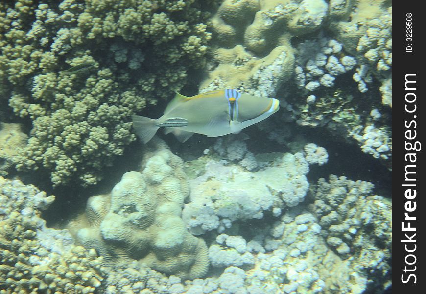 Coral Reef And Coralfishes