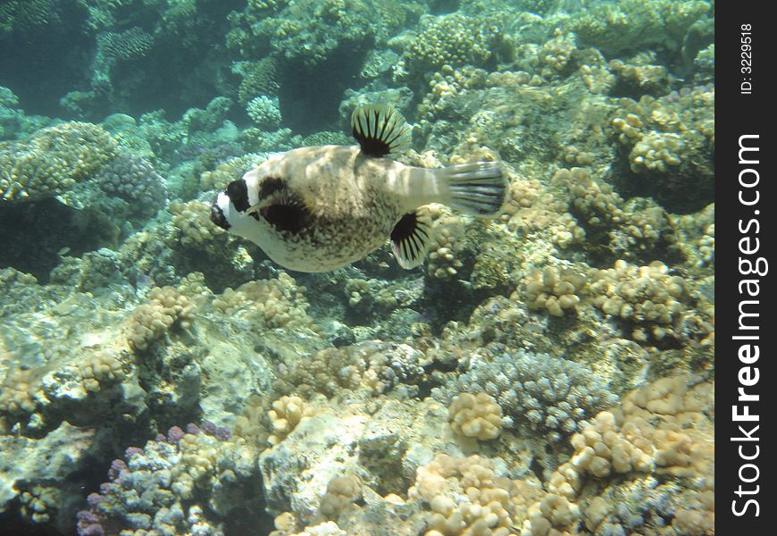 Coral reef and coralfishes, red sea egypt