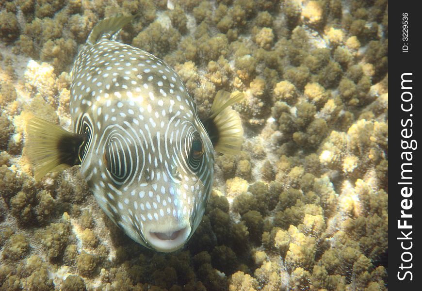 Angelfish red sea , Egypt, africa