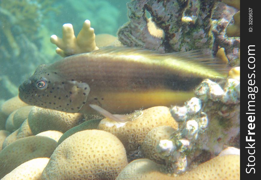 Angelfish red sea , Egypt, africa