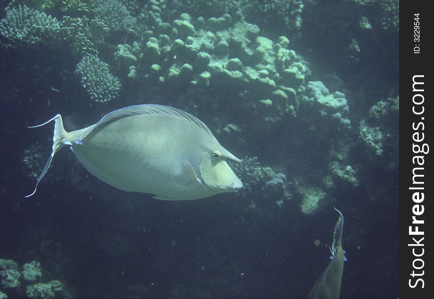 Angelfish red sea , Egypt, africa