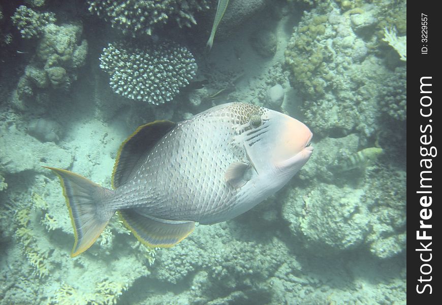 Angelfish red sea , Egypt, africa