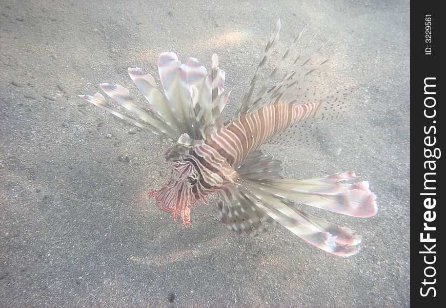 Angelfish red sea , Egypt, africa