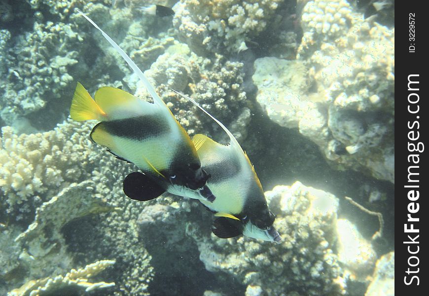 Angelfish red sea , Egypt, africa