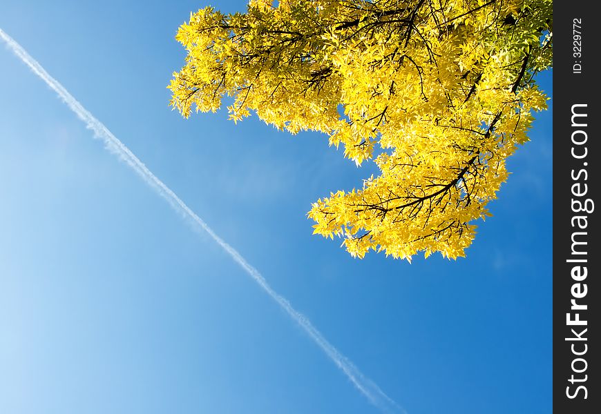 Autumn branch ash on a background of the pure sky. Autumn branch ash on a background of the pure sky