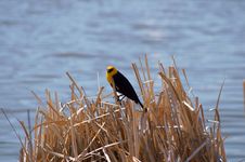 Yellow-headed Blackbird Xanthocephalus Xanthocepha Stock Photo Yellow-headed Blackbird Xanthocephalus Xanthocepha Stock Photo