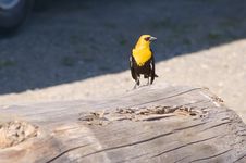 Yellow-headed Blackbird Xanthocephalus Xanthocepha Stock Images