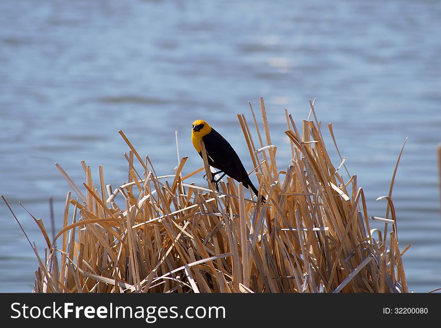 Yellow-headed Blackbird Xanthocephalus xanthocepha