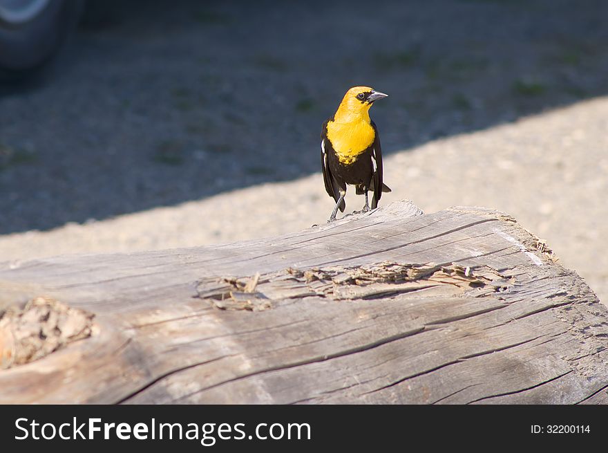 A Yellow Headed Black Bird on brown log by visitors center lake refuge in 100 Mile House, British Columbia, Canada. A Yellow Headed Black Bird on brown log by visitors center lake refuge in 100 Mile House, British Columbia, Canada