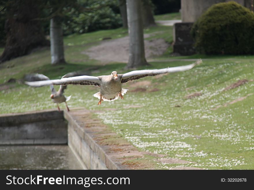 A Very Low Flying Greylag Goose Just After Taking Off. A Very Low Flying Greylag Goose Just After Taking Off.