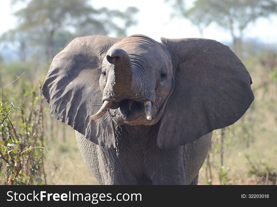 Angry elephant in Tarangire National Park