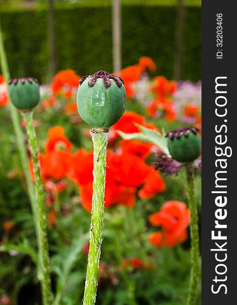 Oriental Poppy Seed Pod