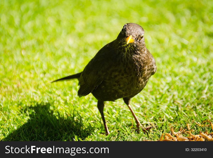 Female Blackbird on lawn looking straight at the camera