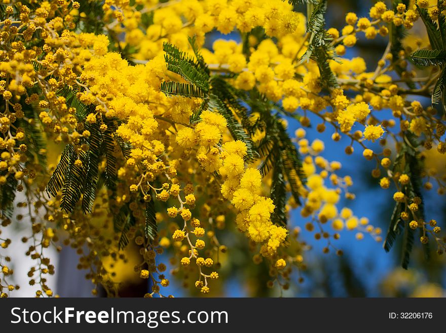 Acacia dealbata - foliage and flowers against blue sky. Acacia dealbata - foliage and flowers against blue sky