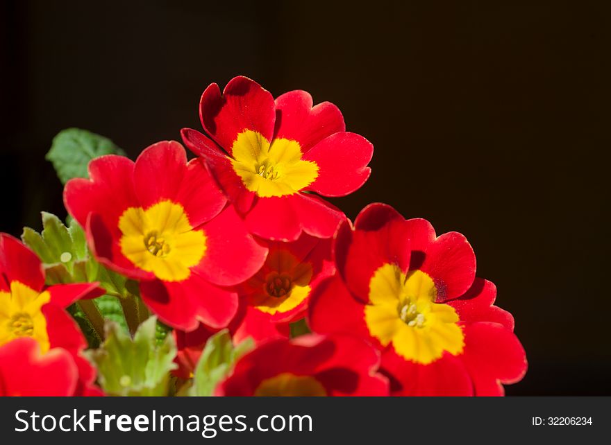 Beautiful blossoming red primula flower (Primula cultivar) isolated on black background
