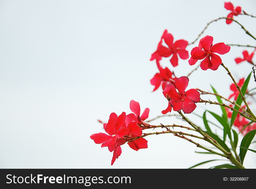 Red flowers in Bright blue days