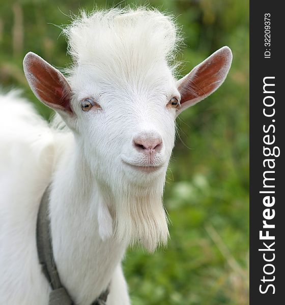 The male has wedge-shaped beard about 20 cm long. The beard is an important element of recognition of the goat. The male has wedge-shaped beard about 20 cm long. The beard is an important element of recognition of the goat.