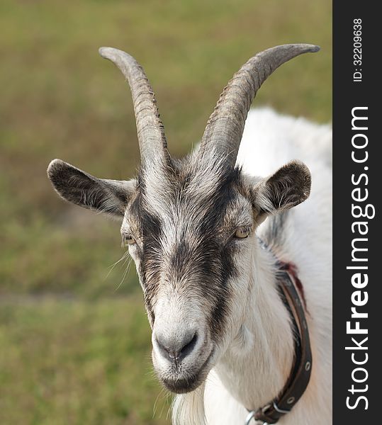 Goat is one of the first domesticated animals. Cultivated in the middle East, approximately 9000 years ago. Goat is one of the first domesticated animals. Cultivated in the middle East, approximately 9000 years ago.