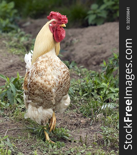 in appearance from the chicken is usually different major ridge, and her earrings, a lush and often colorful tail. in appearance from the chicken is usually different major ridge, and her earrings, a lush and often colorful tail.