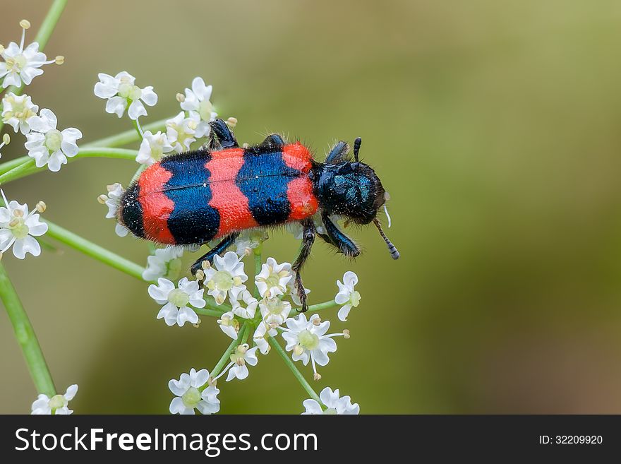 The checkered beetle (Trichodes apiarius) on a flower. The checkered beetle (Trichodes apiarius) on a flower.