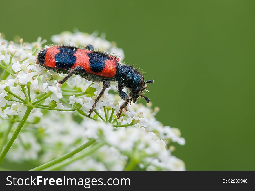 The checkered beetle (Trichodes apiarius) on a flower. The checkered beetle (Trichodes apiarius) on a flower.