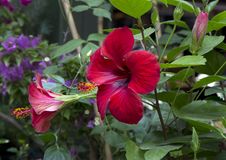 Hibiscus. Royalty Free Stock Photo Hibiscus. Royalty Free Stock Photo