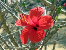 Hibiscus Royalty Free Stock Photos Hibiscus Royalty Free Stock Photos
