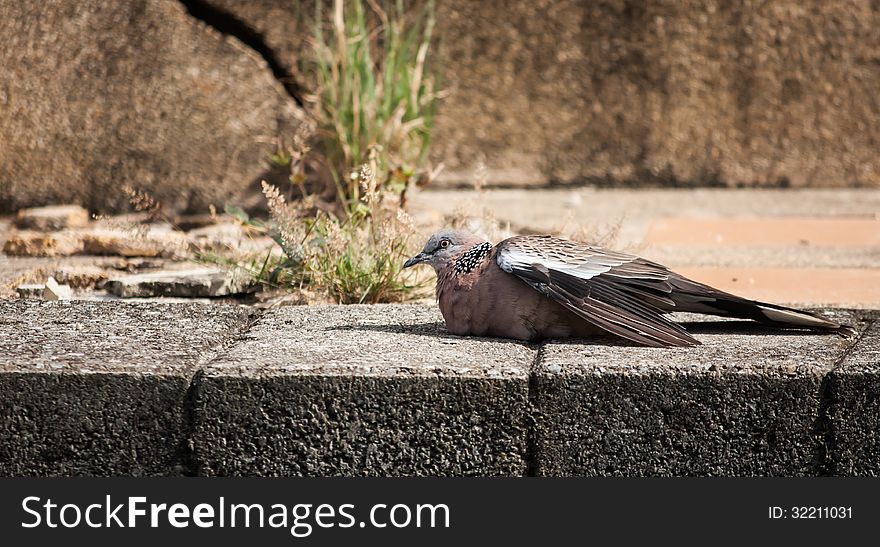 Gray pigeon rest on footpath near carck wall. Gray pigeon rest on footpath near carck wall