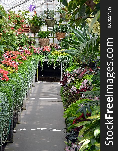 Colorful tropical greenhouse botanical garden. Colorful tropical greenhouse botanical garden