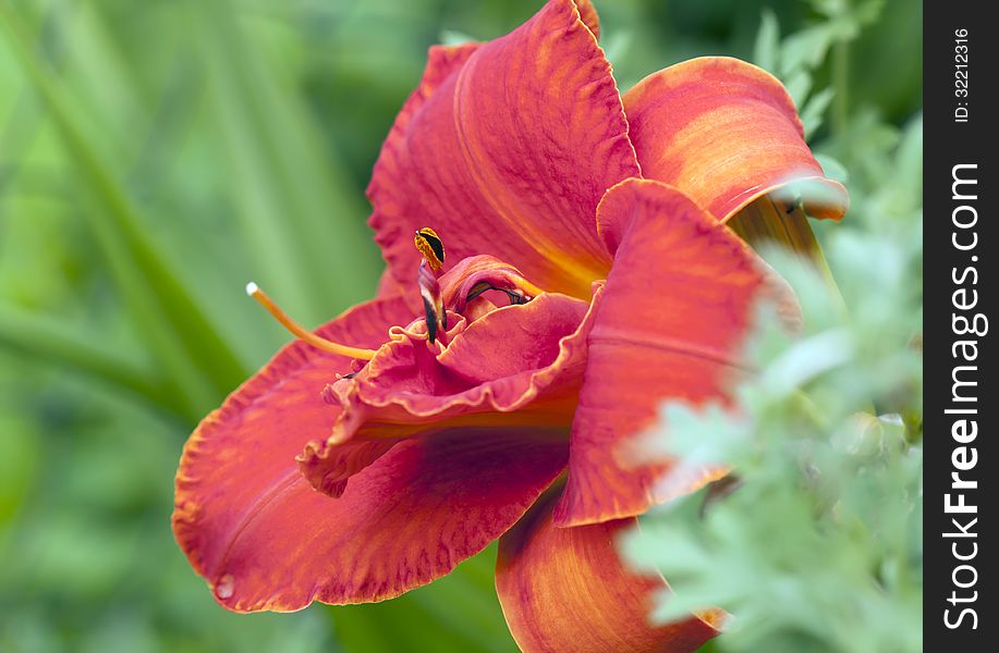 Officially day-Lily is a was described for the first time Charles Linney in 1753. ... Among the natural forms of daylilies meet Terry. Officially day-Lily is a was described for the first time Charles Linney in 1753. ... Among the natural forms of daylilies meet Terry.