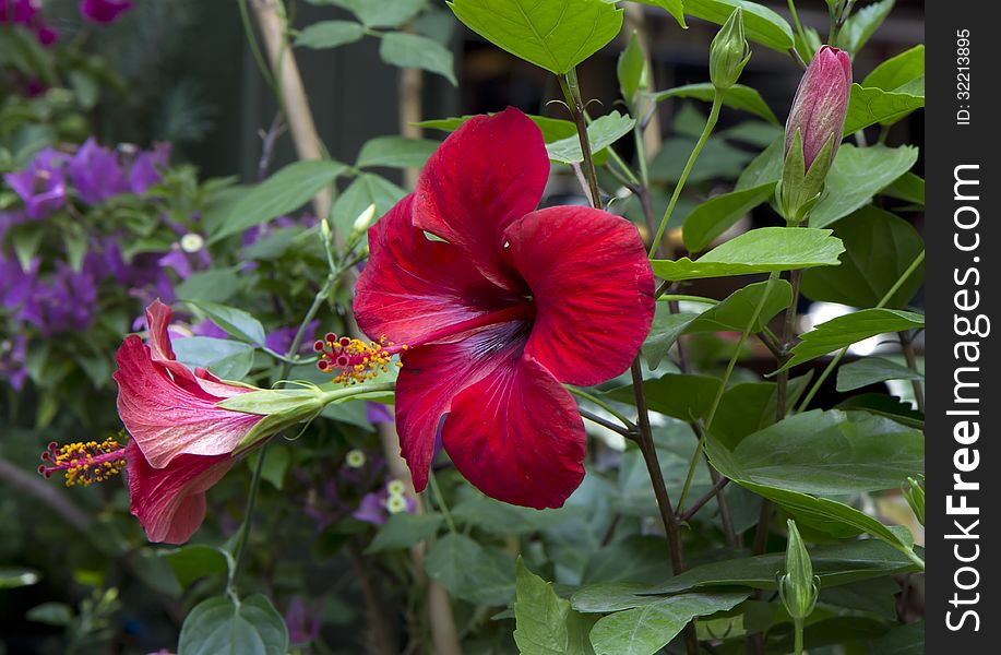 Hibiscus - high Bush with lots of gorgeous flowers, blooming every morning. Hibiscus - high Bush with lots of gorgeous flowers, blooming every morning.