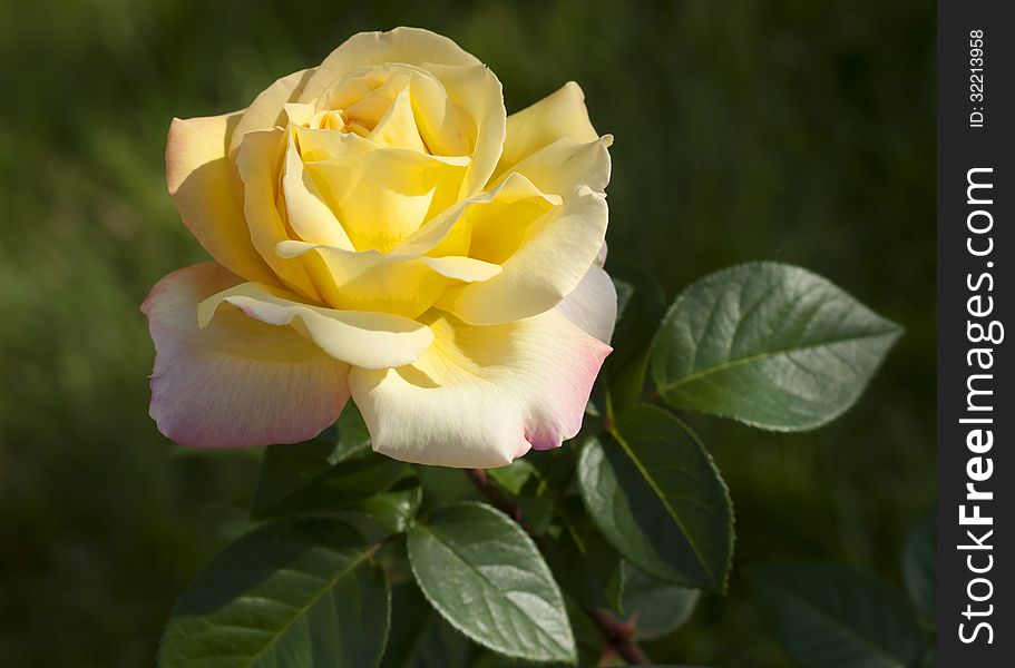 Rose - the Queen of flowers and fragrance and beauty. Rose - the Queen of flowers and fragrance and beauty.