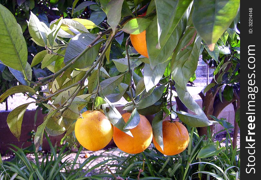 Oranges hanging with green branches