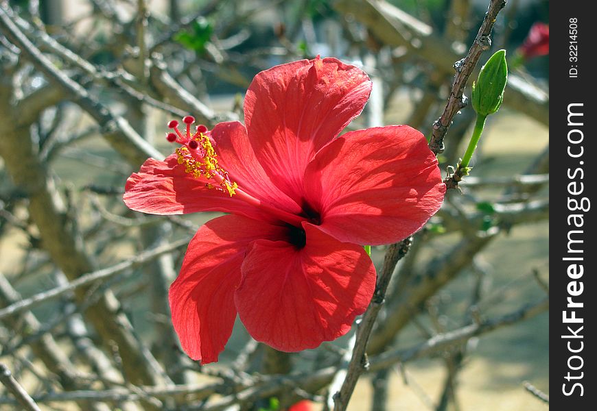 Hibiscus between sunbathing green branchesHibiscus