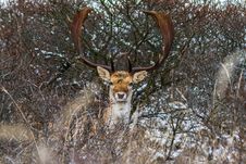 Fallow Deer Royalty Free Stock Photos Fallow Deer Royalty Free Stock Photos
