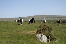 Hessary Tor With Dartmoor Ponies Stock Images Hessary Tor With Dartmoor Ponies Stock Images