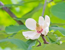 Magnolia In Bloom Royalty Free Stock Photos