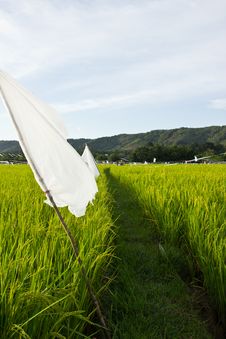 Walkway In Rice Field Royalty Free Stock Images