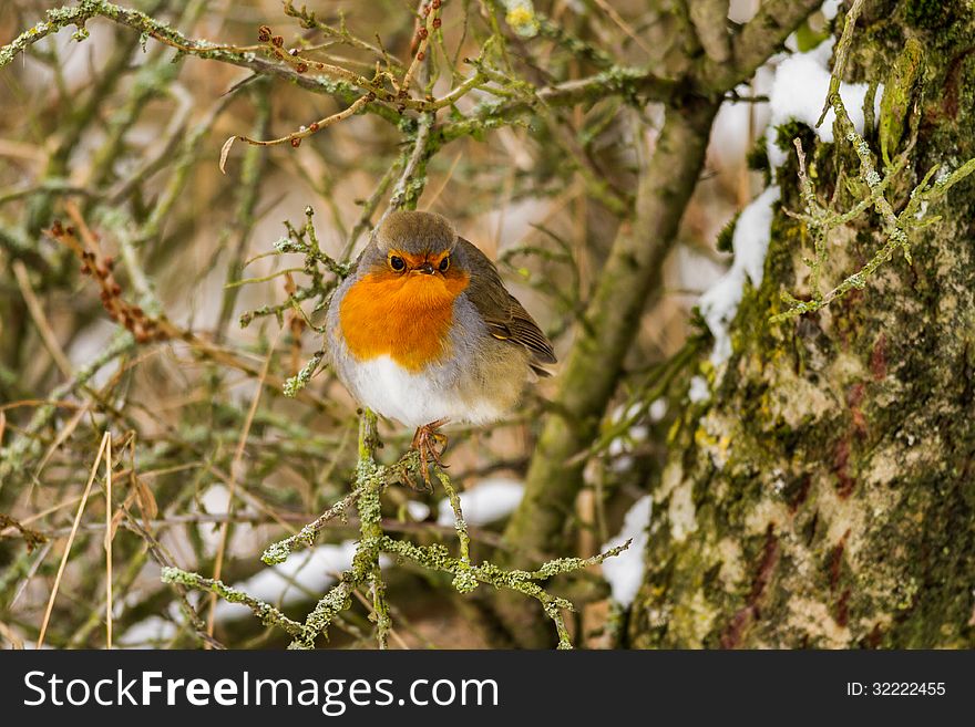 The European Robin (Erithacus rubecula), most commonly known in Anglophone Europe simply as the Robin, is a small insectivorous passerine bird that was formerly classed as a member of the thrush family (Turdidae)