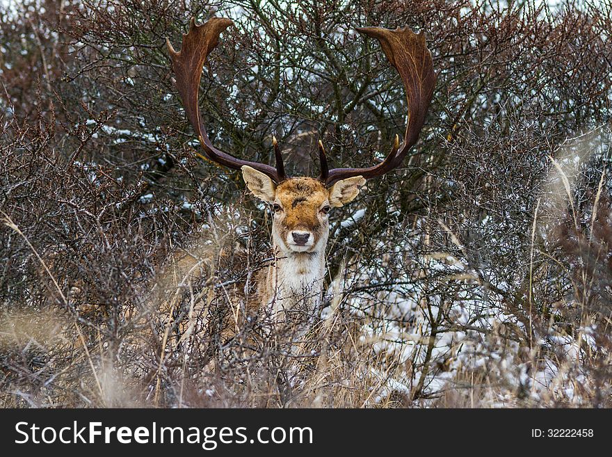 The male fallow deer is known as a buck, the female is a doe, and the young a fawn