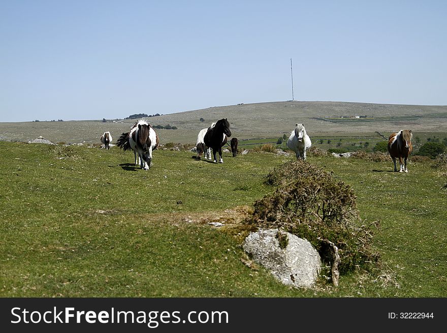 Dartmoor ponies, people enjoy seeing the ponies run wild in the stunning scenery. Dartmoor ponies, people enjoy seeing the ponies run wild in the stunning scenery.