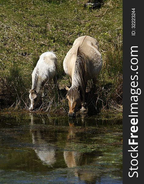 Dartmoor ponies reflections in the drinking hole near Merrivale granite quarry. Dartmoor ponies reflections in the drinking hole near Merrivale granite quarry.