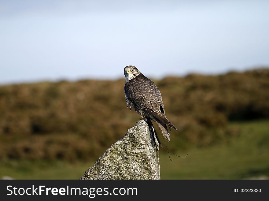 Perched Raptor, the Gyr Saker Falcon